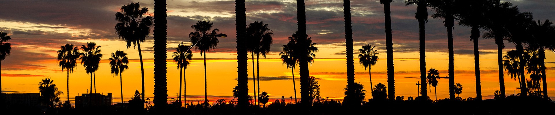 palm-trees-night